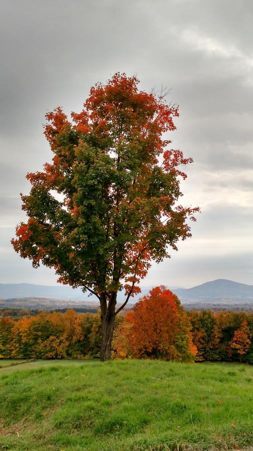 Meadowood Farm Bed and Breakfast Brattleboro Buitenkant foto